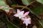 Trailing arbutus